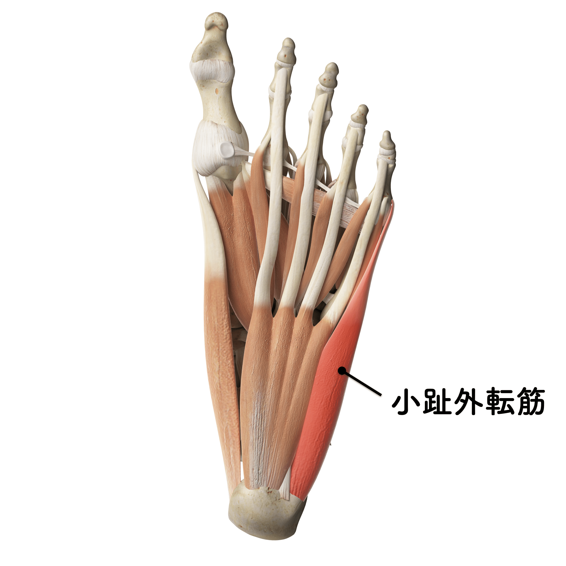 小指外転筋 痛い _ 朝起きると足の小指が痛い , 「寝指」(ねゆび)とは?足の小指がねじれているとどうなる? – ZGTJL